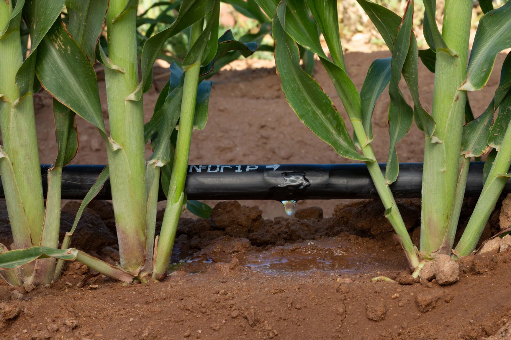 microirrigation, drip systems, precision watering, water efficiency - Microirrigation