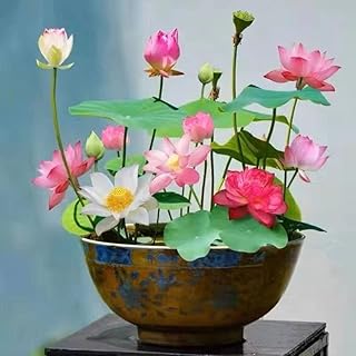 10pcs Mixed Pink, Red & Green Color Bowl Lotus Seeds for Planting Beautiful Water Plants for Indoor 