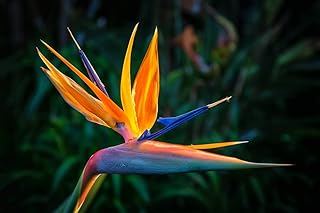 Orange Bird of Paradise Flower Seeds - 5 Seeds to Grow - Great Indoor Tropical Plant or Bonsai - Str