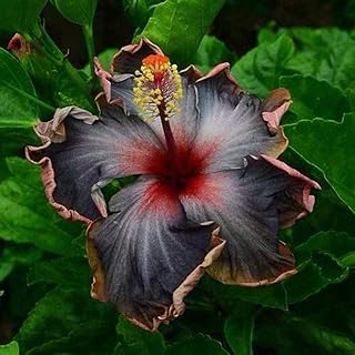 20PCS Rare Black Pink Purple Hibiscus Seeds