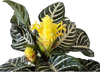Aphelandra Zebra Plant - Exotic & Unusual House Plant - 4