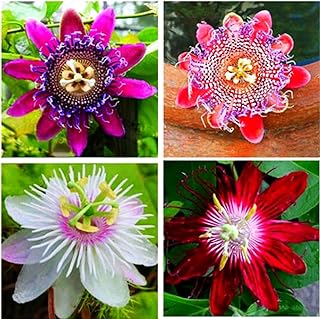 Rare Passiflora Passion Flower Mix (50 Seeds) - Stunning Colors, Home Gardens Outdoor Container