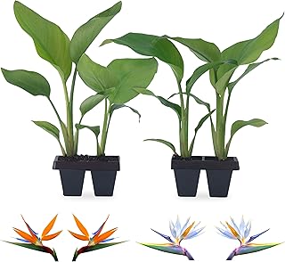Bird of Paradise Plants Live (4-Pack), Strelitzia Plants with Perennial Orange (2) and White (2) Flo