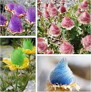 100+ Mix Rare Prairie Smoke Seeds for Planting - Rare Geum triflorum Seeds Native Wildflower