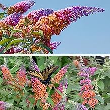 400+ Mix Butterfly Bush Seeds - Buddleia Davidii Flower Seeds Perennial Showy Shrub Plant Outdoor
