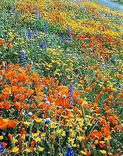 California Native Mixed Wildflowers - 10,000 Seeds Approximately