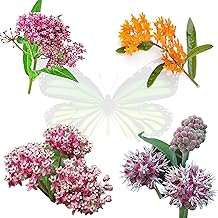 Milkweed Seeds Variety Pack – Butterfly, Common, Showy & Swamp Milkweed – 100% Non-GMO Wildflower Se