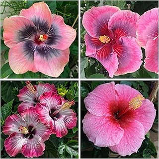 Hibiscus Flower Seeds for Planting - Exotic Plant Bonsai Seeds Giant Flower Tropical Potted Plants S