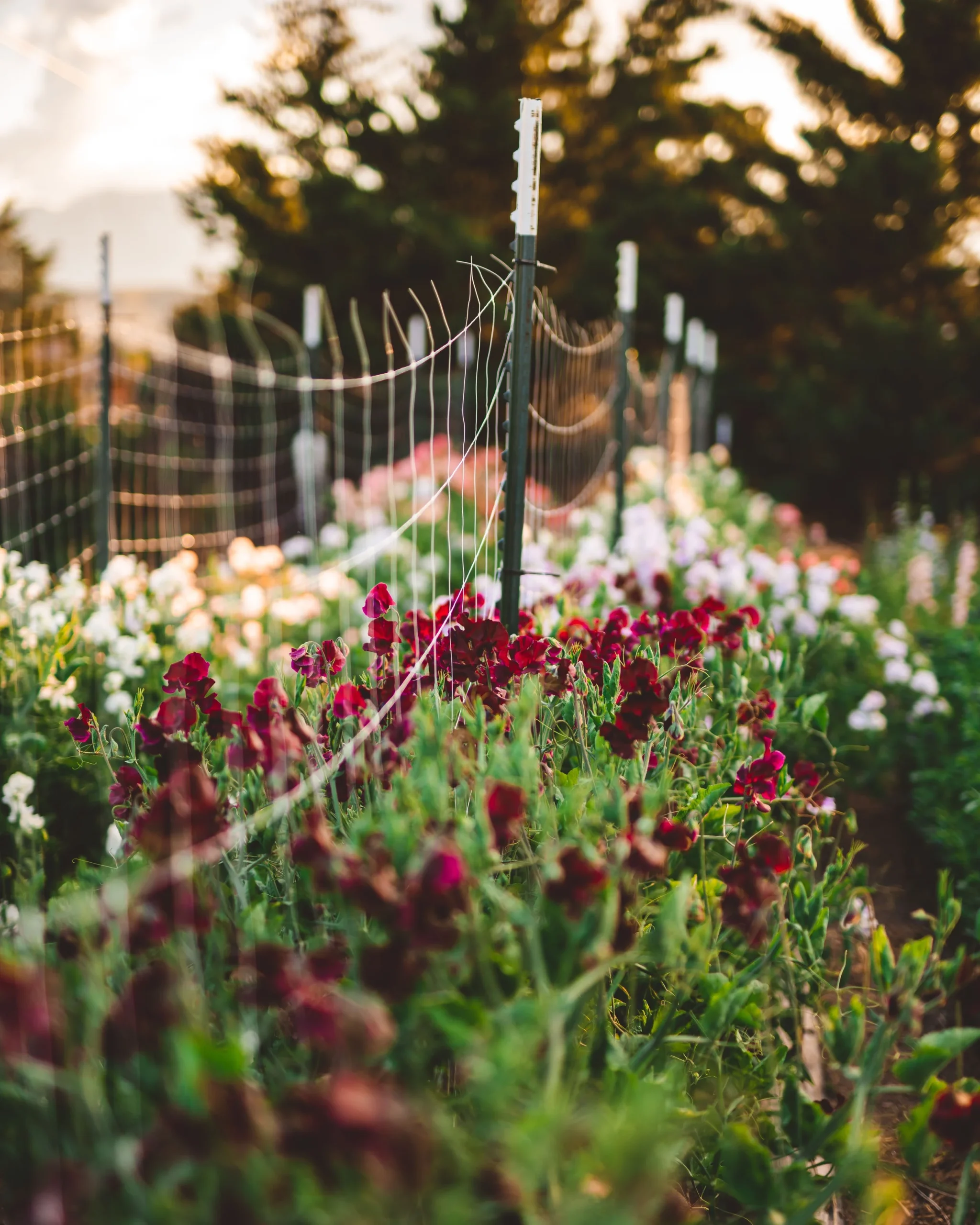 flower farming tips, cultivation techniques, soil preparation, pest management, crop selection - Flower Farming Tips