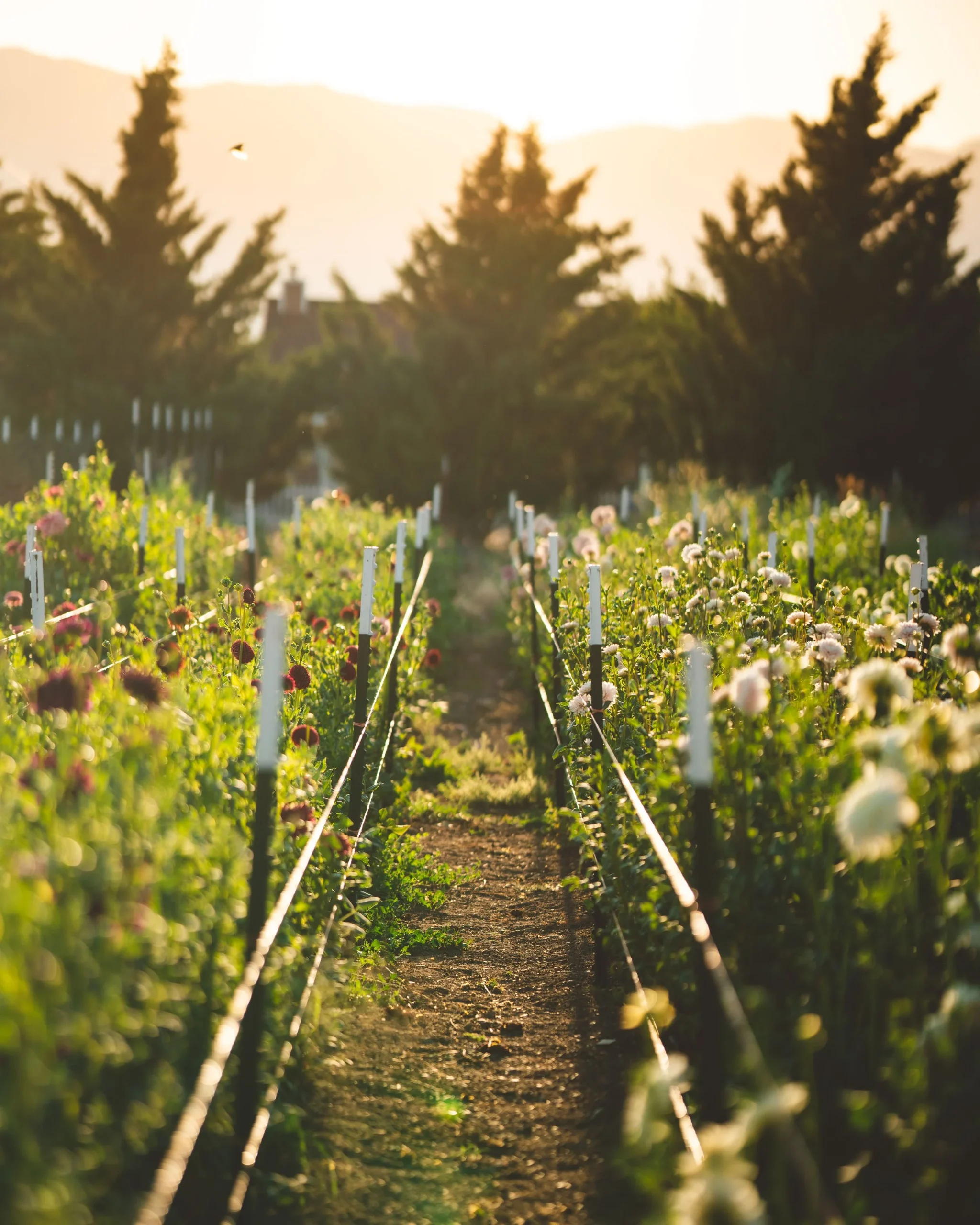 flower farming tips, cultivation techniques, soil preparation, pest management, crop selection - Flower Farming Tips