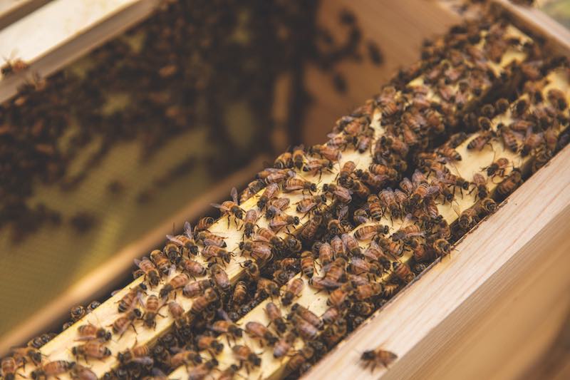 small farming, gardening, micro farming, sustainable agriculture - Butterfly Sanctuary