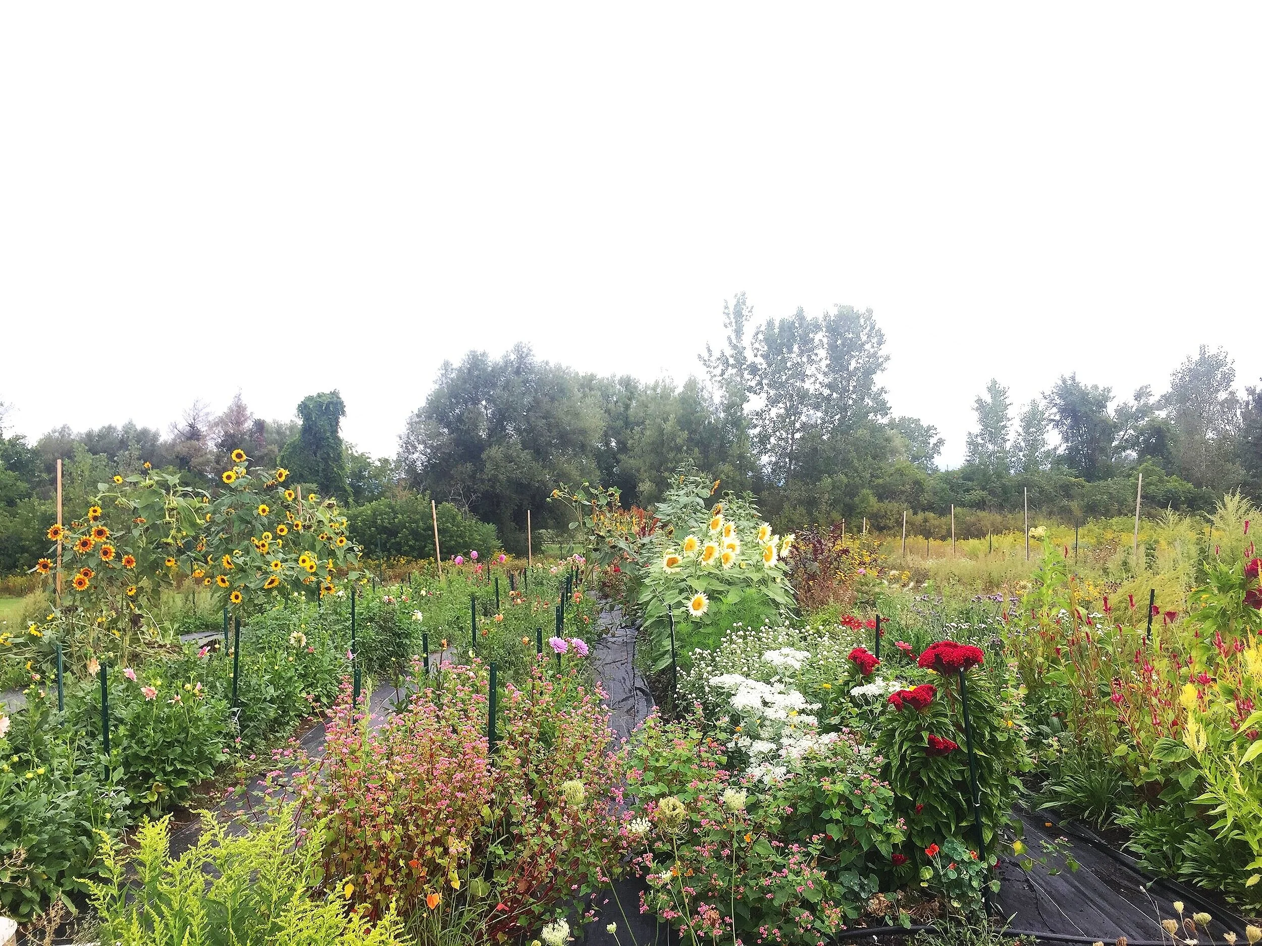 weed control, organic herbicides, mulching, weeding techniques, sustainable farming - Eco-Friendly Weed Control