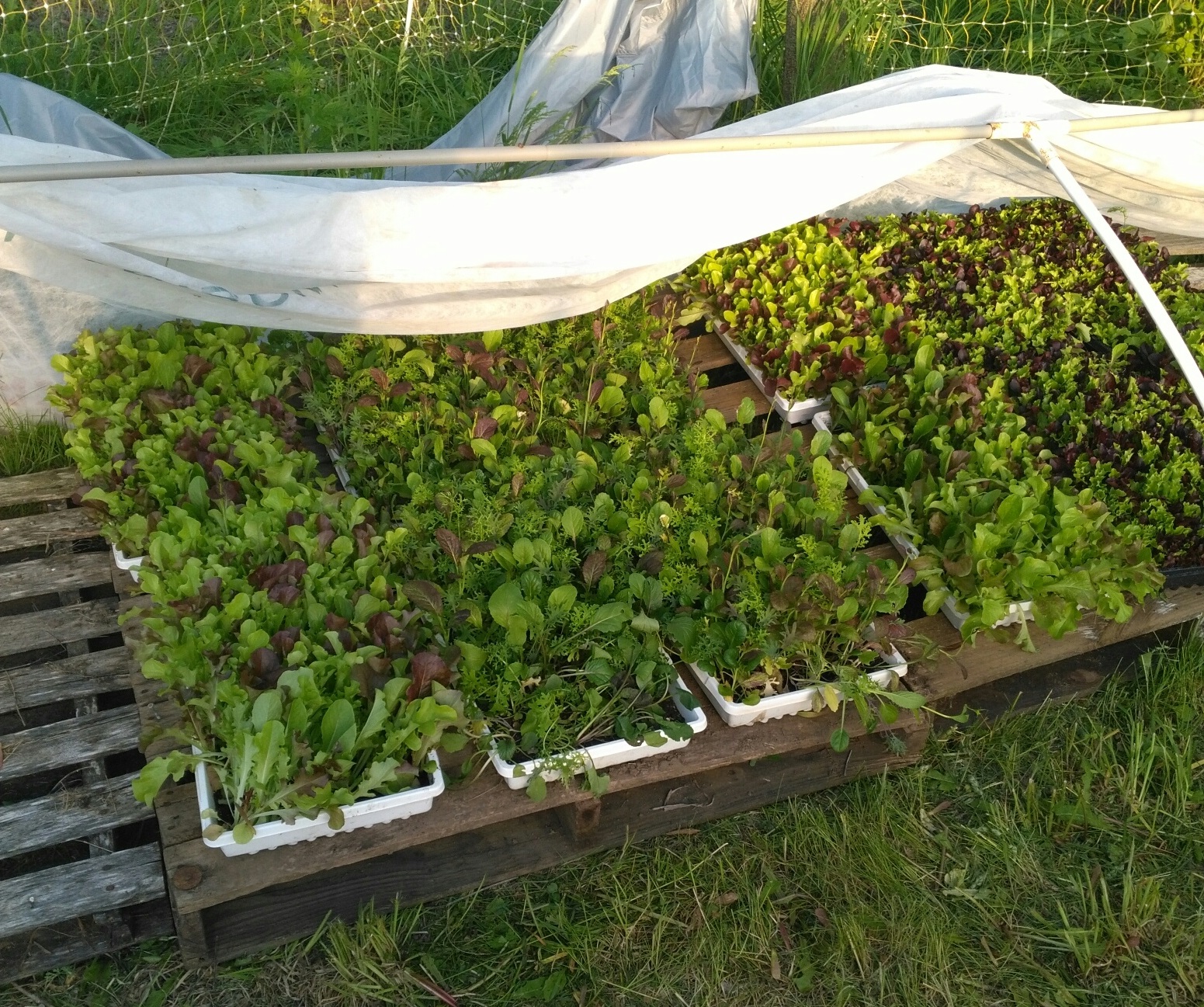 growing mesclun in trays