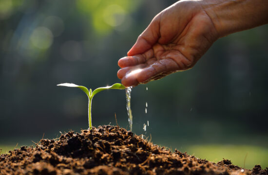 Pouring water on plants