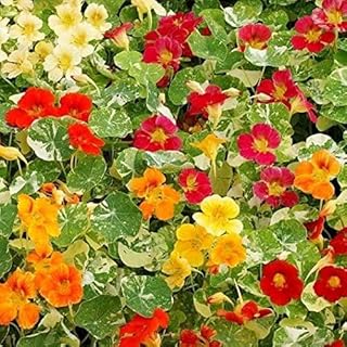 Nasturtium Alaska Mix Seeds (Tropaeolum nanum) – 50+ Heirloom Non-GMO Seeds, Stunning Variegated Fol