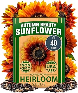HOME GROWN Autumn Beauty Sunflower Seeds to Plant 40 Heirloom Non-GMO Sunflower Seeds for Planting B