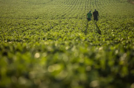 two people walking in a green crop field