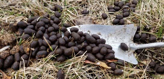 Deer manure