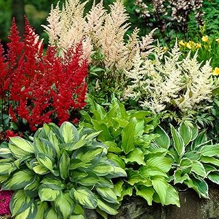 Complete Shade Perennial Flower Bulb Garden - 30 Bulbs for 50 Days of Continuous Blooms (Summer Colo