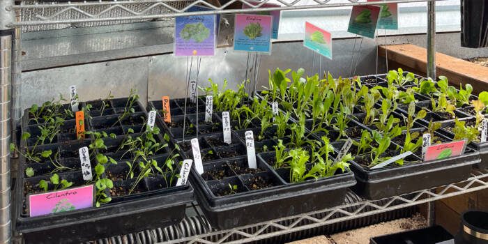 seedlings in a tray
