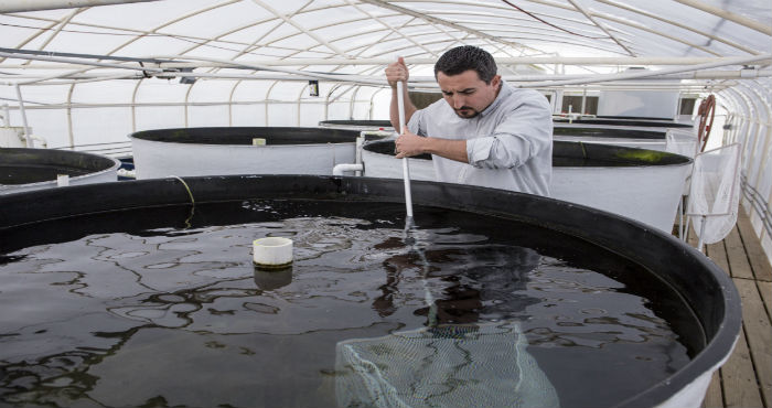 A person uses a net to work with large circular aquaculture tanks inside a greenhouse-like facility