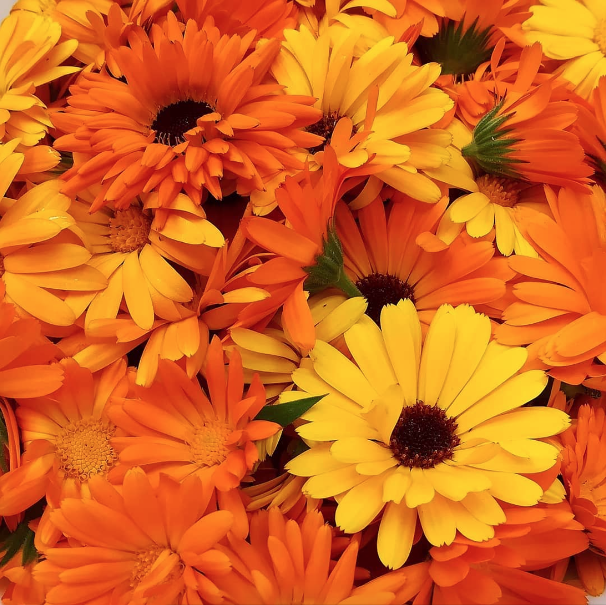 guide to edible flowers