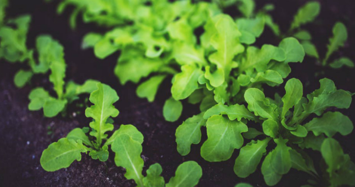 Young green seedlings grow closely together in dark soil