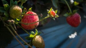 Research Brief: Better Strawberry Propagation Indoors