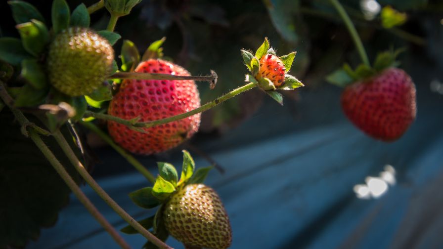 greenhouse farming, controlled environments, crop protection, season extension, greenhouse management - Greenhouse Farming