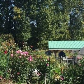 Image of flowers and green shed in the background at the UW Farm
