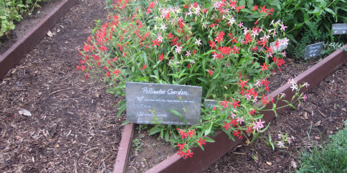 small farming, gardening, micro farming, sustainable agriculture - Butterfly Pollinator