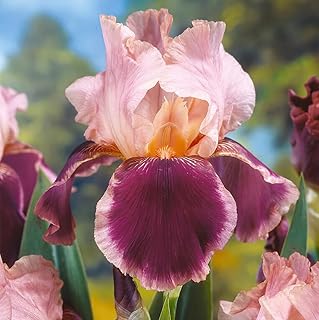 Bearded Iris Wine and Roses Bare Roots for Planting — Perfect for Colorful Spring & Summer Gardens |