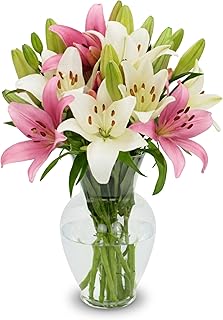 Stargazer Barn - 10 Stem Pink & White Lilies (Vase Not Included) - Next Day Fresh Flower Delivery - 