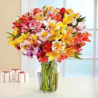 24 Multicolored Alstroemeria Bouquet Flowers, Long Lasting & Hand-Tied, Farm Fresh Cut Flowers Bouqu