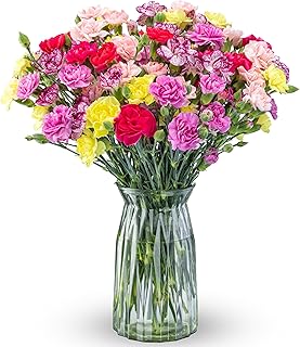 Benchmark Bouquets - 20 Stem Spring Mini Carnations (Glass Vase Included) - Fresh Flowers for Delive