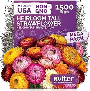 KVITER 1,500 Tall Mix Strawflower Seeds for Planting (Xerochrysum/Helichrysum Bracteatum) — Golden E