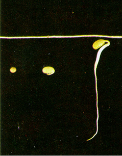 soybean just about to grow above ground