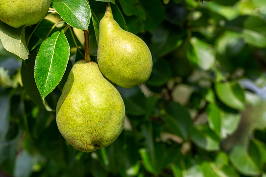 pears grow on a tree