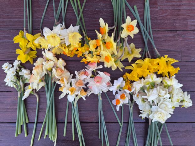 Daffodil Day at Honeybee Grove Flower Farm
