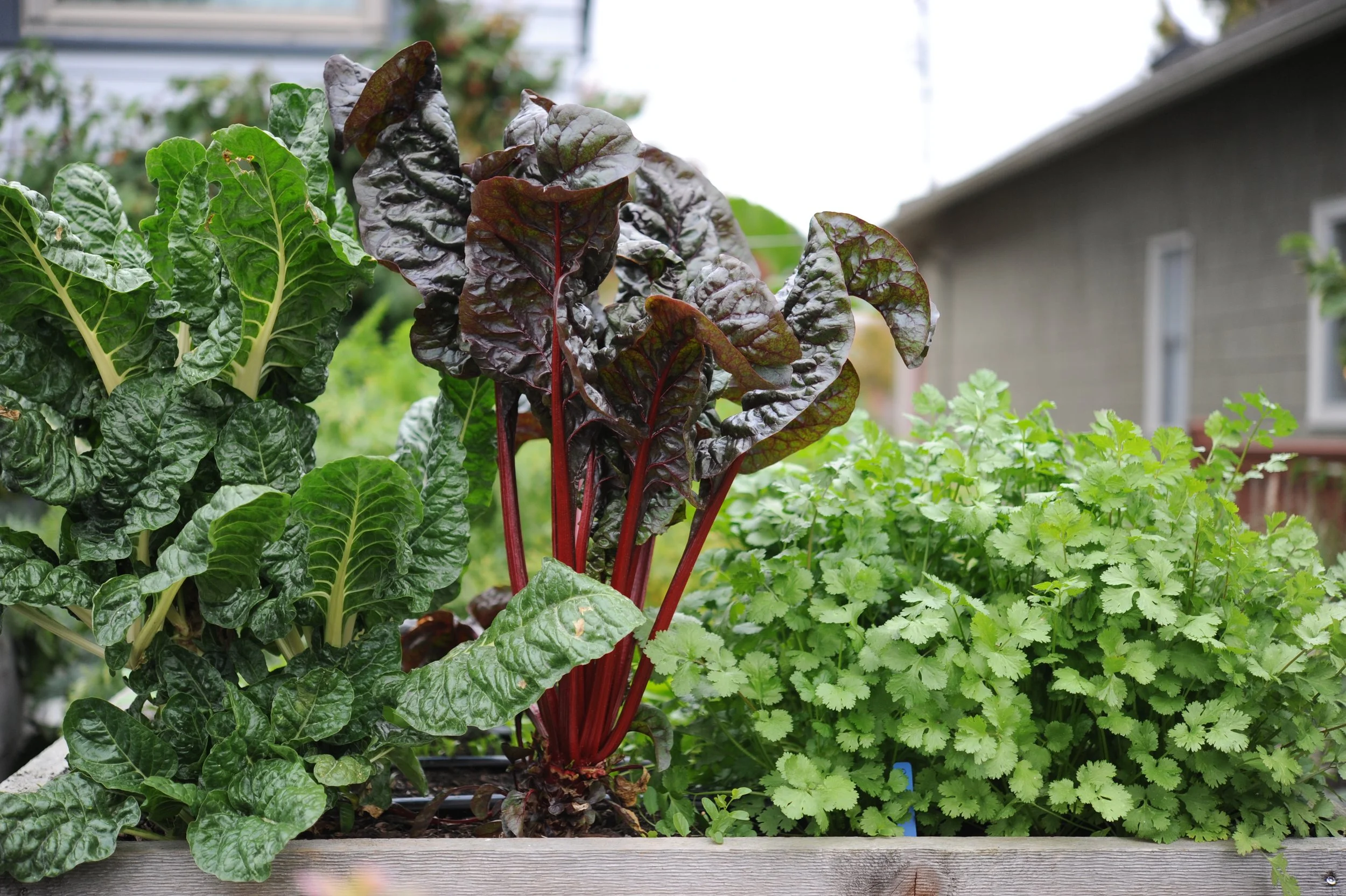 perennial planting, annual planting, crop selection, garden planning, long-term yields - Perennial vs Annual Planting