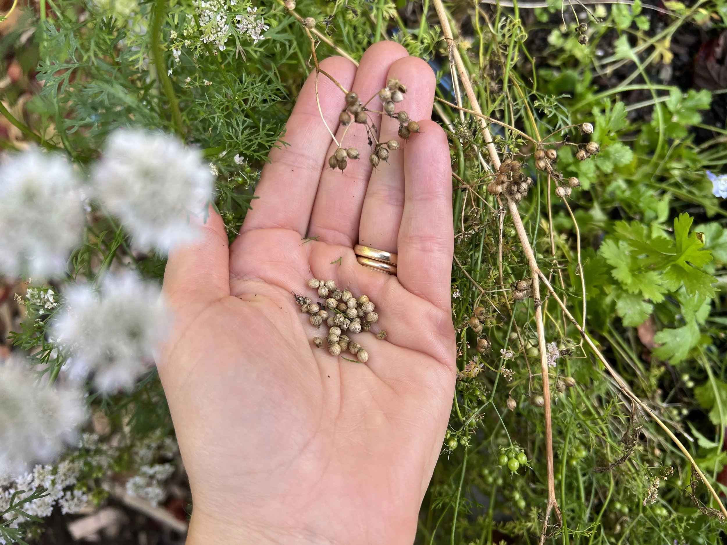 perennial planting, annual planting, crop selection, garden planning, long-term yields - Perennial vs Annual Planting