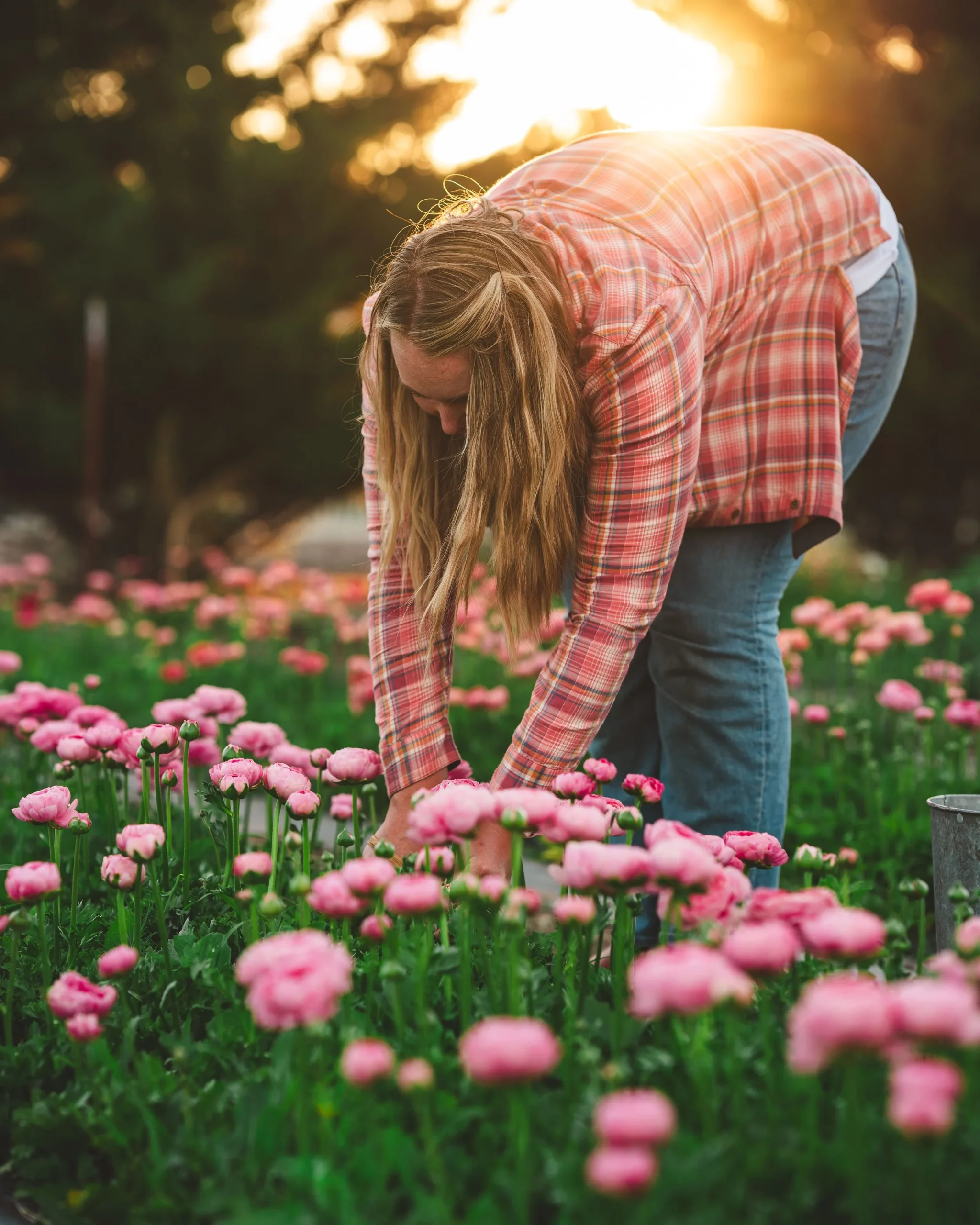 flower farming tips, cultivation techniques, soil preparation, pest management, crop selection - Flower Farming Tips