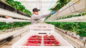 Oishii Introduces New Top-Seal Packaging for Strawberries