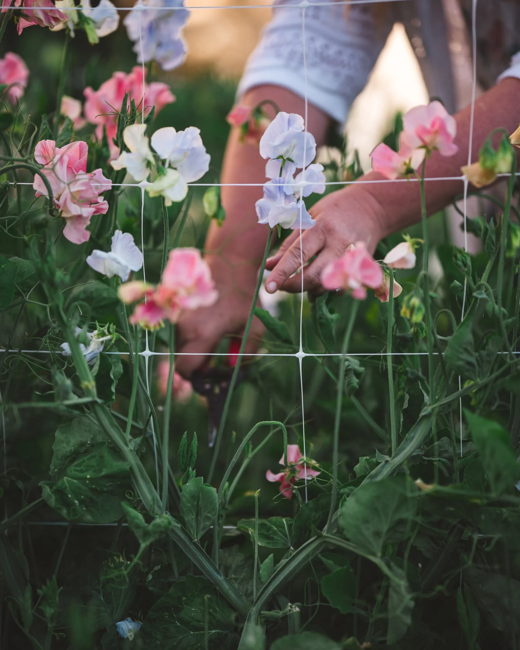 flower farming, business insights, market strategies, profitability, flower sales - Flower Farm Business Insights