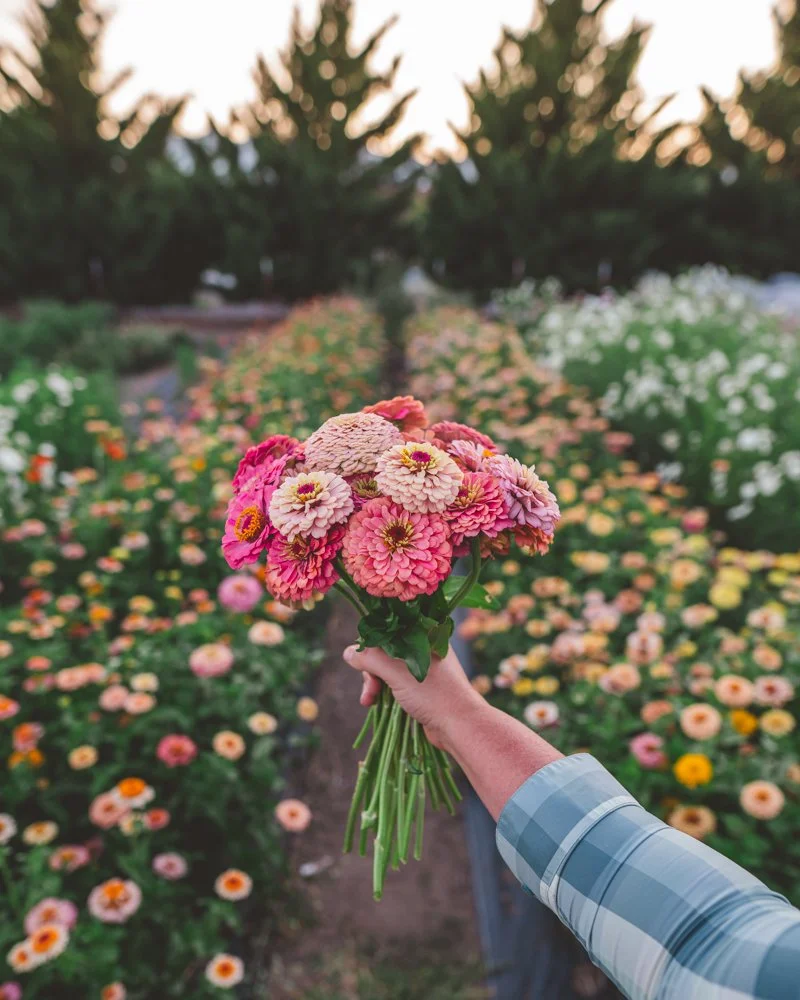 flower farming, business insights, market strategies, profitability, flower sales - Flower Farm Business Insights