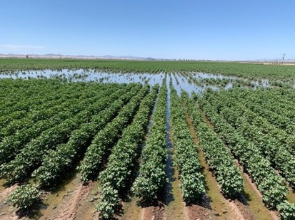 microirrigation, drip systems, precision watering, water efficiency - Microirrigation