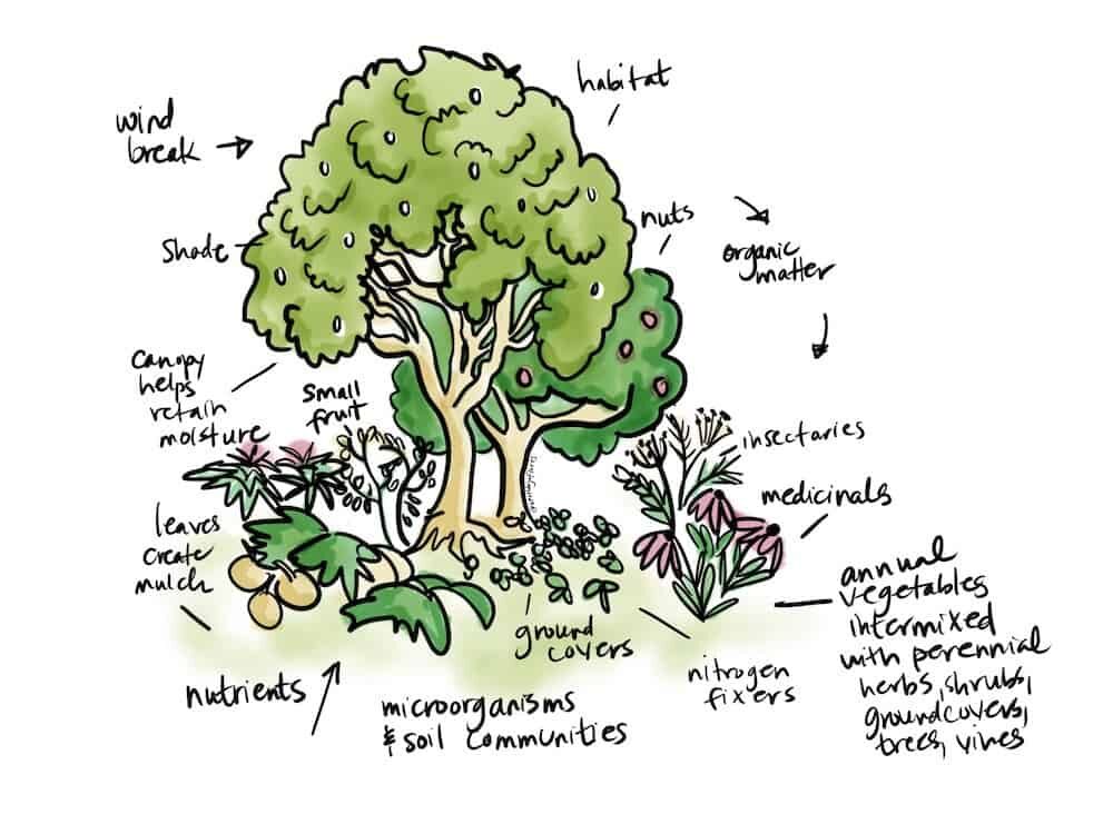 permaculture garden guild companion planting illustration by Heather Jo Flores