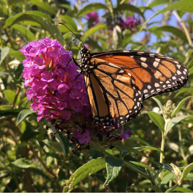 LPanton monarch butterfly on purple flower in pollinator garden