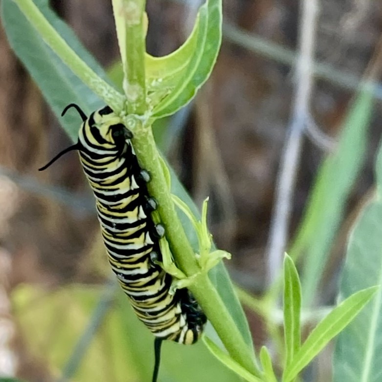 LJensen caterpillar on green plant