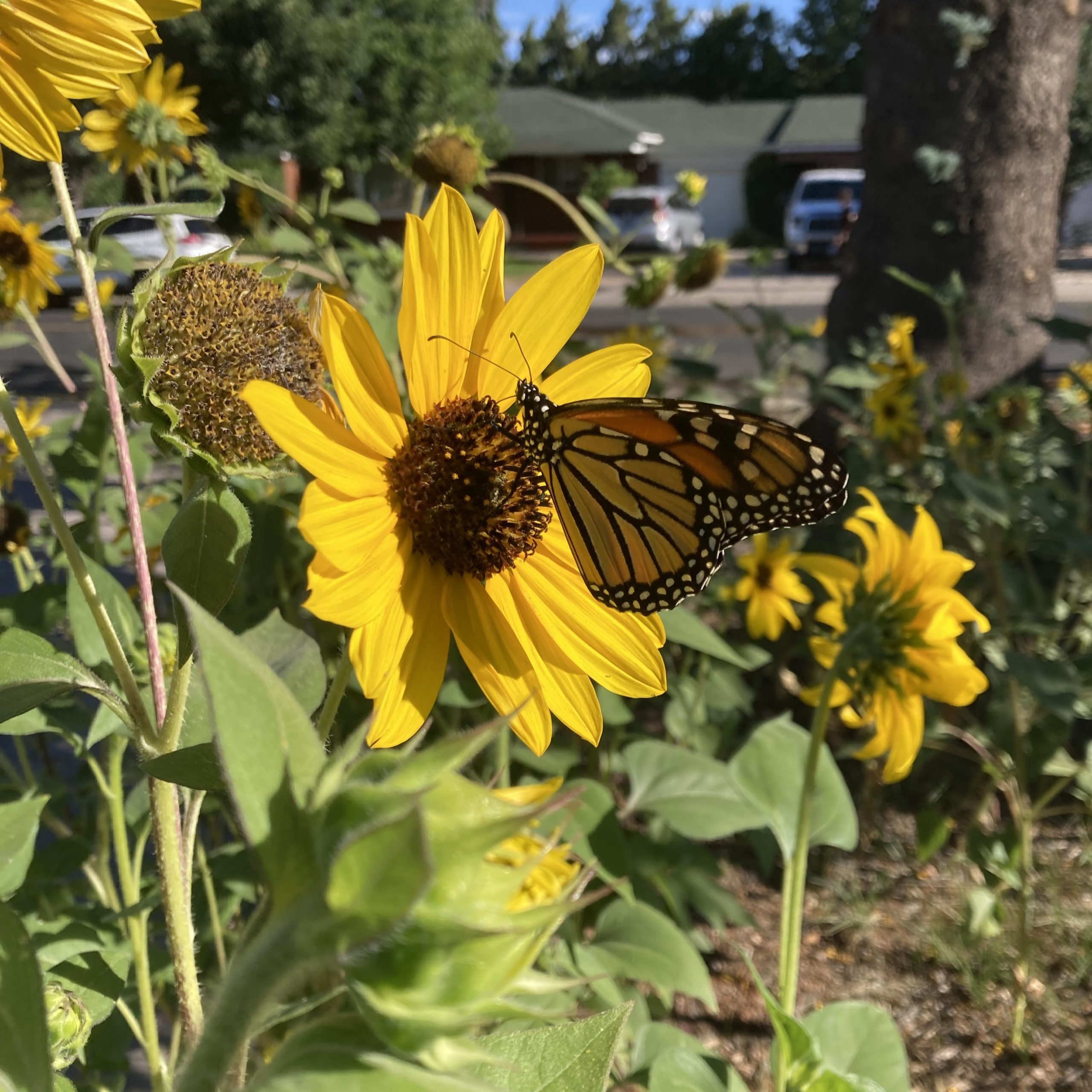 CJensen monarch butterfly on yellow flower